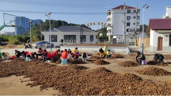 香田乡组织代表帮助脱贫户剥茶籽